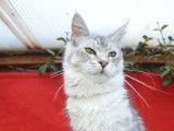 Chatonne Maine Coon black silver à acheter (LOOF)
