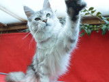 Chatonne Maine Coon black silver à acheter (LOOF)