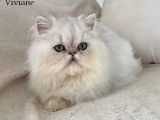Des chatons Persans LOOF disponibles à la vente