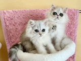 3 chatonnes Persans LOOF disponibles à l’achat