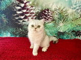 À vendre 3 chatonnes Exotic Shorthair chinchilla LOOF