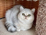 À vendre 3 chatonnes Exotic Shorthair chinchilla LOOF