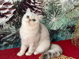 À vendre 3 chatonnes Exotic Shorthair chinchilla LOOF