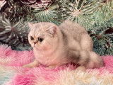 À vendre 3 chatonnes Exotic Shorthair chinchilla LOOF