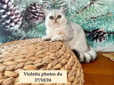 À vendre 3 chatonnes Exotic Shorthair chinchilla LOOF