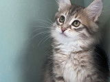 Des chatons Sibériens LOOF disponibles à la réservation