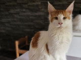 Un chat Maine Coon LOOF mâle d’un an à vendre