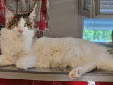 Disponible un chat Maine Coon d’un an LOOF