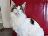 Disponible un chat Maine Coon d’un an LOOF