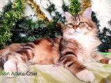 Chat Sibérien LOOF d’un an au pelage golden à acheter