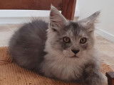 4 chatons Maine Coons LOOF disponibles à la vente