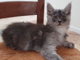 4 chatons Maine Coons LOOF disponibles à la vente