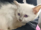 2 chatons Sacrés de Birmanie LOOF à vendre