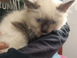 2 chatons Sacrés de Birmanie LOOF à vendre