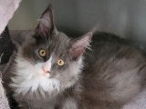 Chaton de race Maine Coon mâle à vendre