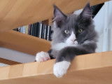 Chaton de race Maine Coon mâle à vendre