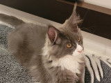 Chaton de race Maine Coon mâle à vendre