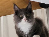 Chaton de race Maine Coon mâle à vendre