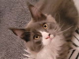 Chaton de race Maine Coon mâle à vendre