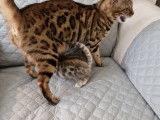 Chaton Bengal à vendre ????????????????????????????????????