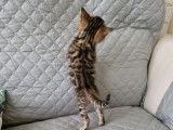 Chaton Bengal à vendre ????????????????????????????????????
