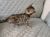 Chaton Bengal à vendre ????????????????????????????????????