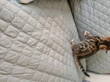 Chaton Bengal à vendre ????????????????????????????????????