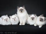 5 magnifiques chatons Sacré de Birmanie à vendre