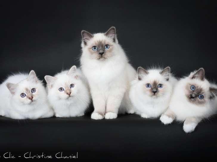 5 magnifiques chatons Sacré de Birmanie à vendre