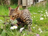 Une chatte Bengal LOOF tachetée de 4 ans à vendre