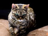 Une chatte Bengal LOOF tachetée de 4 ans à vendre