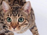 Une chatte Bengal LOOF tachetée de 4 ans à vendre