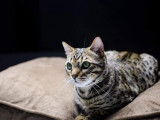 Une chatte Bengal LOOF tachetée de 4 ans à vendre