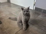 À vendre 2 chatons mâles British Shorthair LOOF
