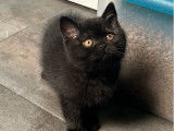 À vendre 2 chatons mâles British Shorthair LOOF
