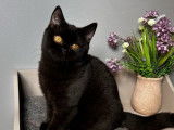 Un chaton British Shorthair mâle bleu LOOF disponible à la vente