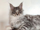 Chatonne Maine Coon black silver LOOF à acheter