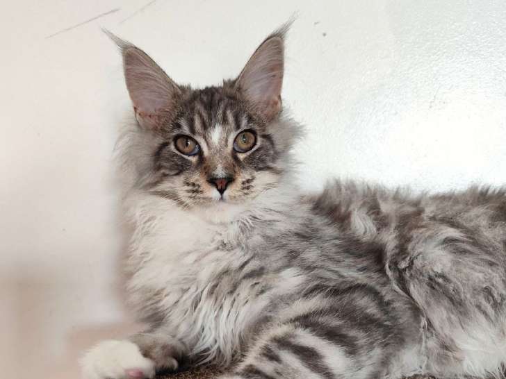 Chatonne Maine Coon black silver LOOF à acheter
