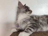 Chatonne Maine Coon black silver LOOF à acheter