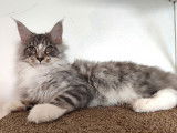 Chatonne Maine Coon black silver LOOF à acheter