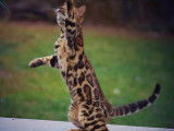 Un chat adulte Bengal LOOF à rosettes pour une saillie