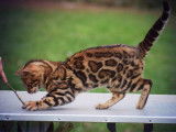 Un chat adulte Bengal LOOF à rosettes pour une saillie