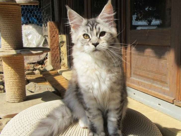 À vendre une chatonne Maine Coon LOOF