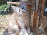 &Agrave; vendre une chatonne Maine Coon LOOF