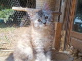 &Agrave; vendre une chatonne Maine Coon LOOF