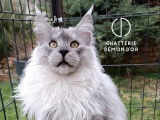 Chat Maine Coon black smoke LOOF pour une saillie