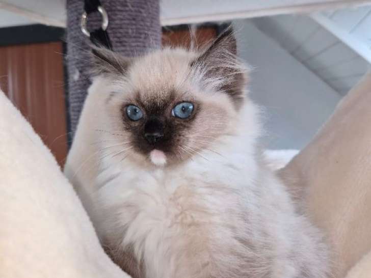À réserver une chatonne Ragdoll LOOF chocolat point