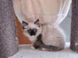 À réserver une chatonne Ragdoll LOOF chocolat point