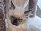 À réserver une chatonne Ragdoll LOOF chocolat point