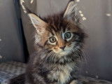 Des chatons Maine Coons disponibles à la réservation (LOOF)